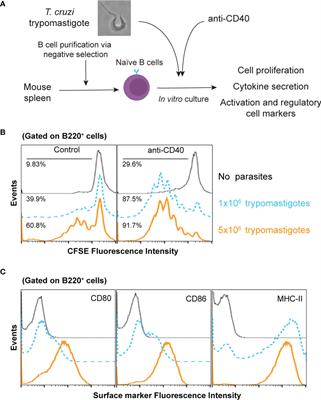 Trypanosoma cruzi Induces B Cells That Regulate the CD4+ T Cell Response